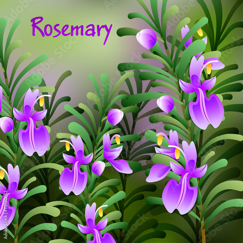 rosemary background. Useful green herbs. delicious seasoning. tasty flavoring for food. Vector