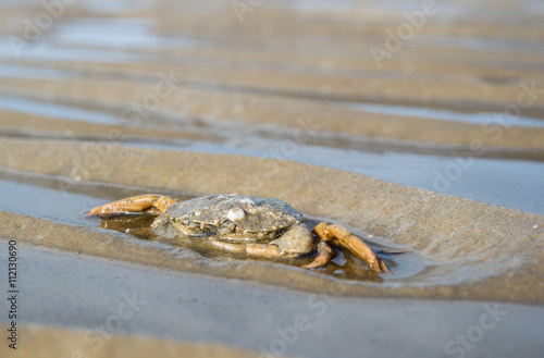 Krabbe Nordsee © Animaflora PicsStock