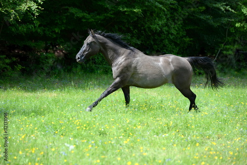 don´t stop me now, gray quarter horse in galopp