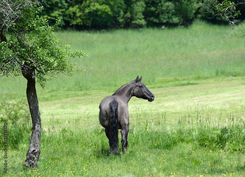 where is the better gras?, gray quarter horse in the gras where is the better gras?, gray quarter horse in the gras