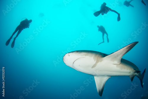 giant bull shark / Zambezi Shark swimming in deep blue water photo