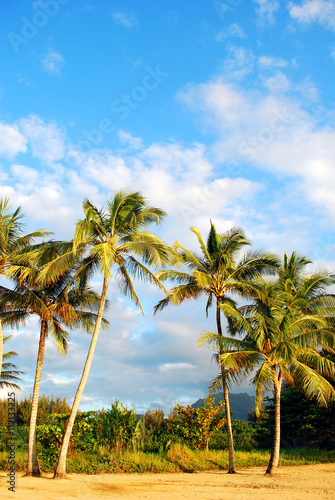Palm Trees © ipivorje