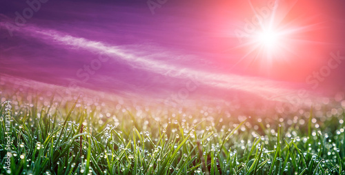  Beautiful natural background. Fantastic pink sunset and of dew drops on bright green grass with sun beam. used as background © jenyateua