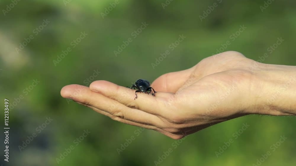 Black beetle crawling on hands Black beetle crawling on hands