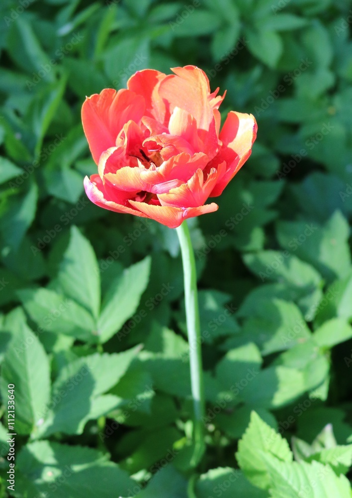 Tulip (Tulipa) - genus of perennial herbaceous bulbous plants lily family
Tulip (Tulipa) - genus of perennial herbaceous bulbous plants lily family