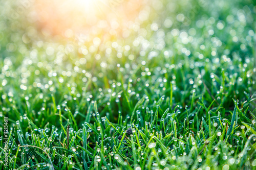 background of dew drops on bright green grass with sun beam. Bright natural bokeh. Soft focus. Abstract creative background . small depth of field