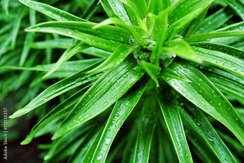 Water drops on leaves Water drops on leaves