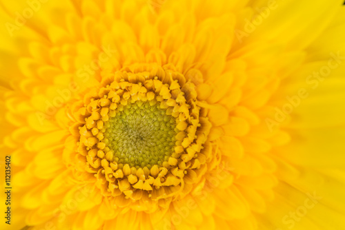 yellow gerbera macro background