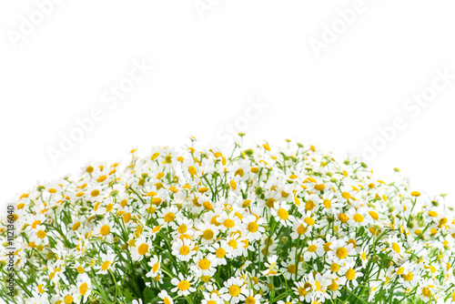 Fototapeta Naklejka Na Ścianę i Meble -  Chamomile background isolate, space for text