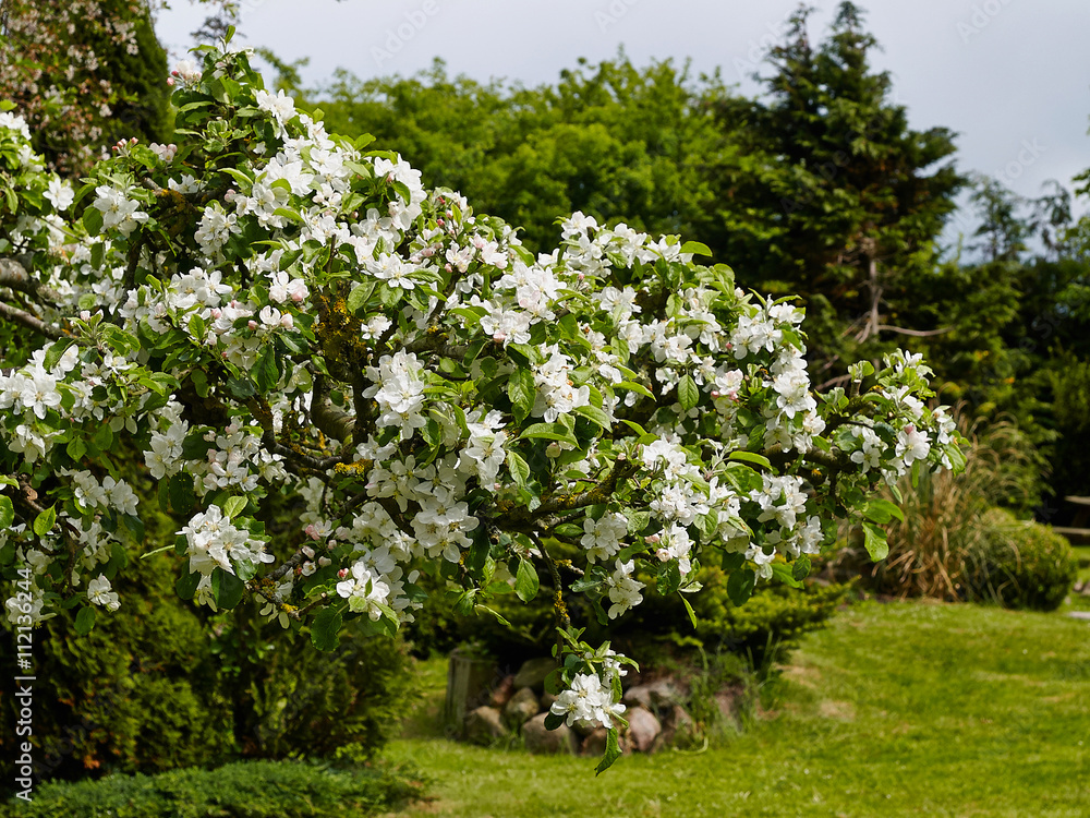 Blooming apple tree branches Blooming apple tree branches