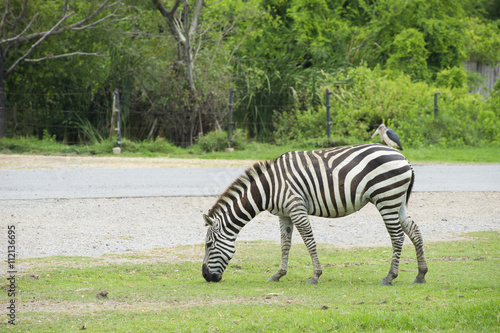 Zebra is eating grass near the road.