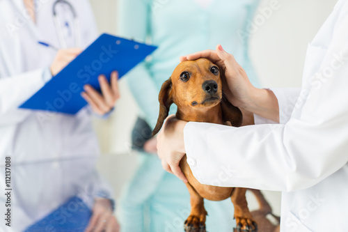 close up of vet with dachshund dog at clinic
