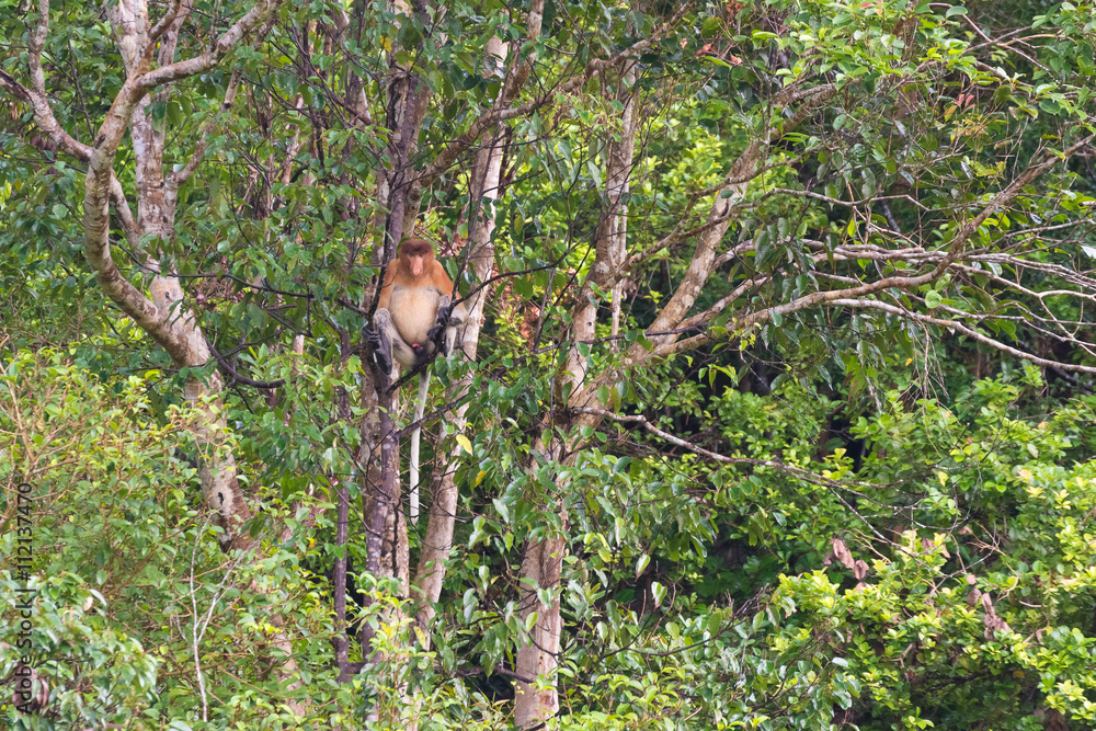 Proboscis Monkey in the rainforest of Borneo Proboscis Monkey in the rainforest of Borneo