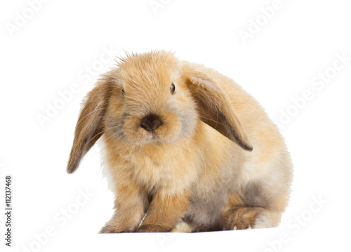 decorative rabbit