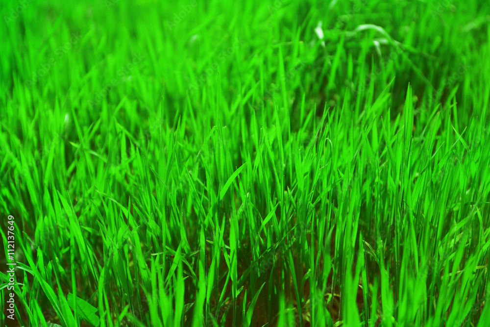 Green grass in spring, closeup