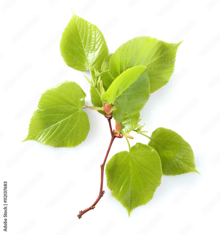 Fototapeta premium Green leaves, isolated on white