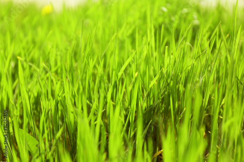 Green grass in spring  closeup