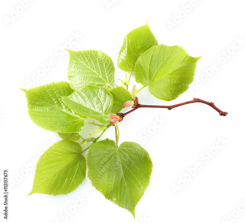 Green leaves, isolated on white