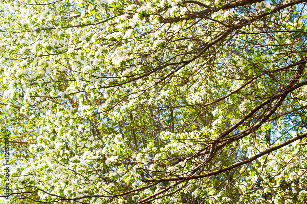apple flowers are blooming, on background sky apple flowers are blooming, on background sky