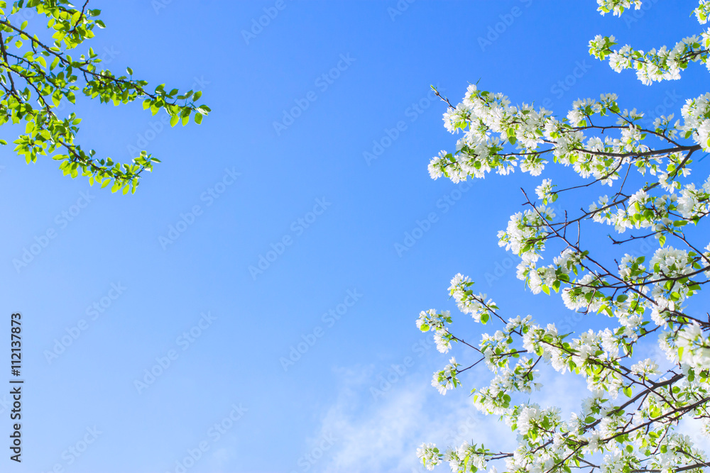 apple flowers are blooming, on background sky apple flowers are blooming, on background sky