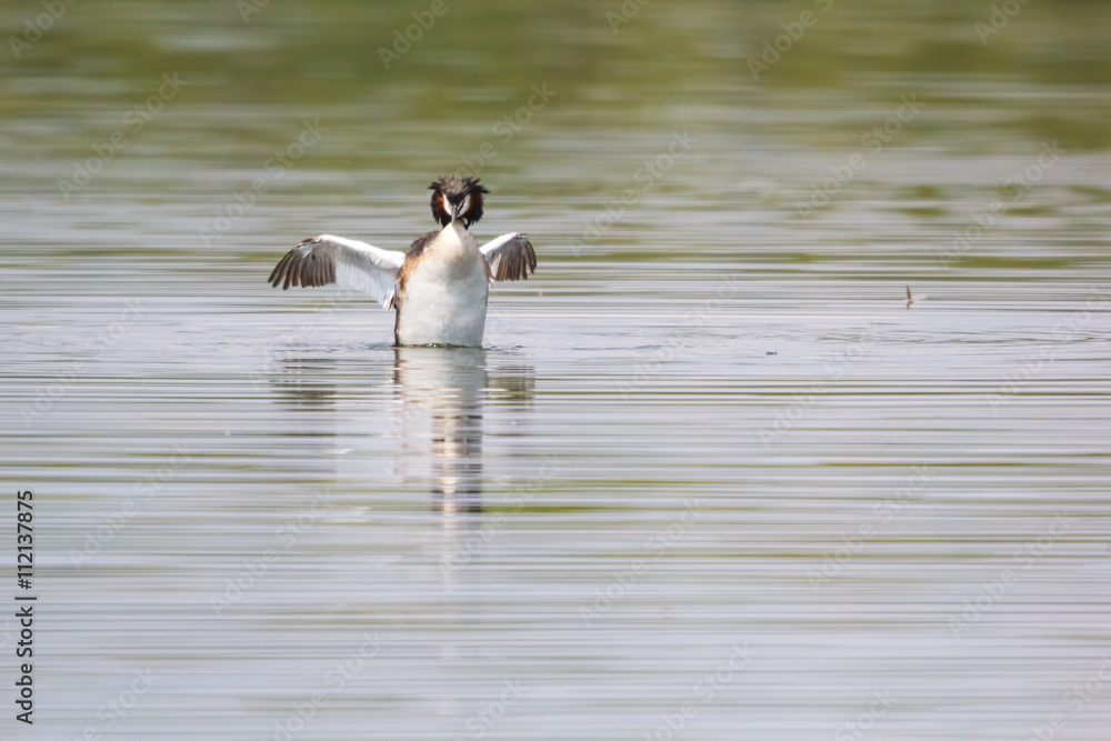 Fototapeta premium Beautiful wild duck stay on the water.