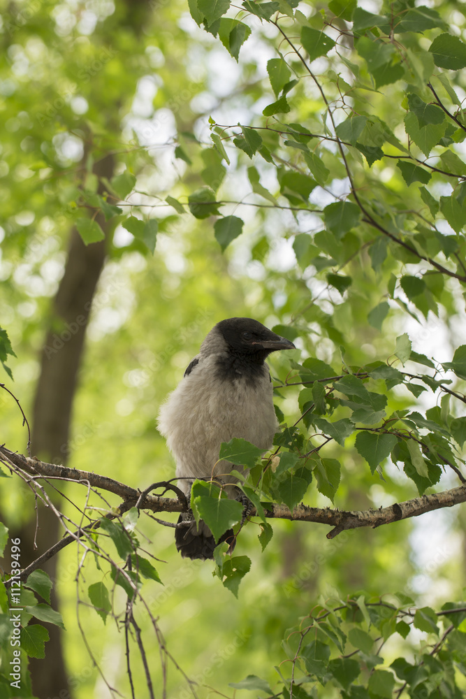 Obraz premium Crow on the white background