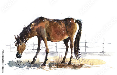 foal  horse  watercolor  illustration