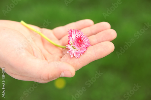 Male hand with daisy on blurred green grass background