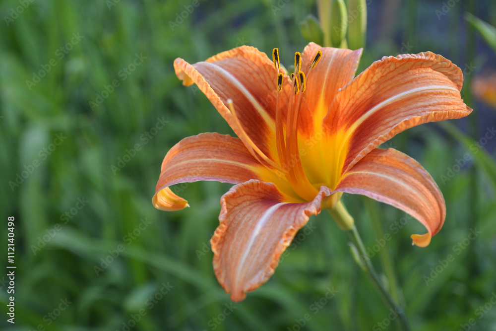 Lily Lily