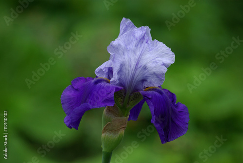Iris à fleur panachée bleu clair et indigo au printemps, Jardin des Plantes Paris