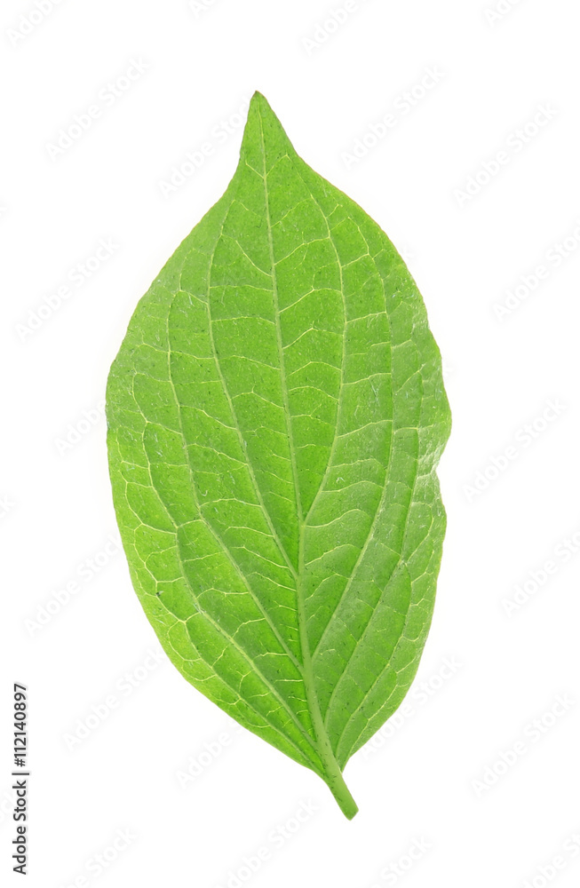 Obraz premium Green leaf, isolated on white