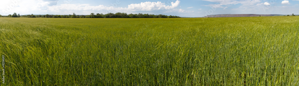 Photo panorama of fields on a sunny day.
Photo panorama of fields on a sunny day.