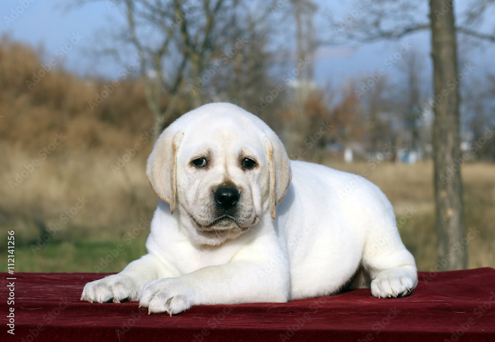 the little labrador puppy on a red background