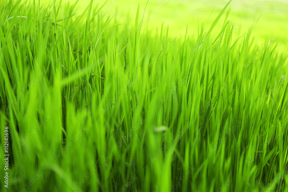 Green grass outdoors Green grass outdoors