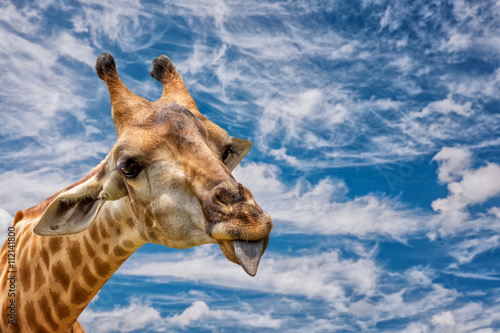 A Portrait Of A Giraffe Show Tongue and blue sky background.