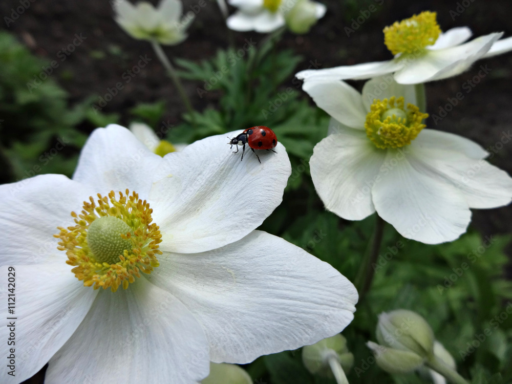Obraz premium Ladybug on a flower windflower (Anemone) in the garden
