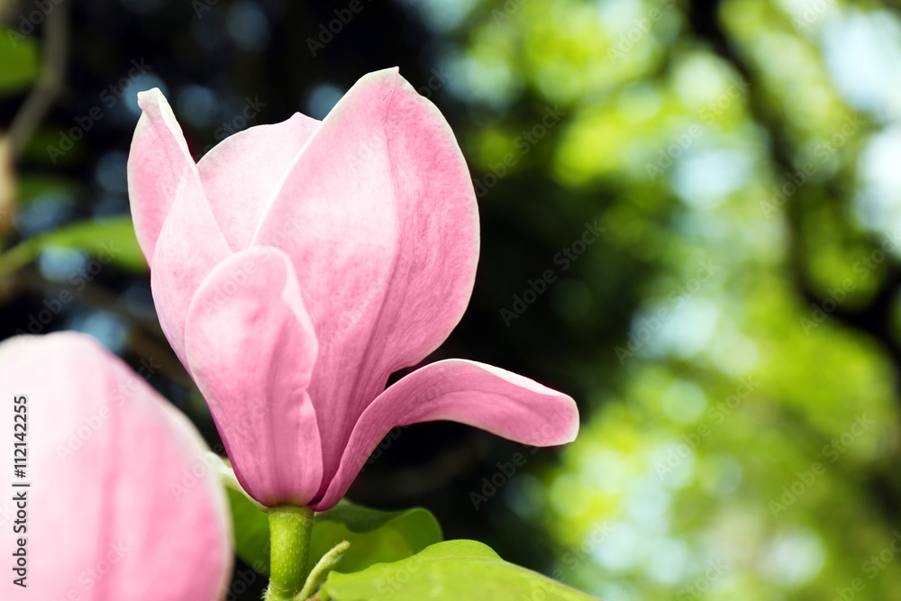 Magnolia tree blossom Magnolia tree blossom