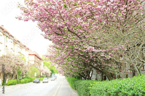 Blossoming pink sakura tree in the street