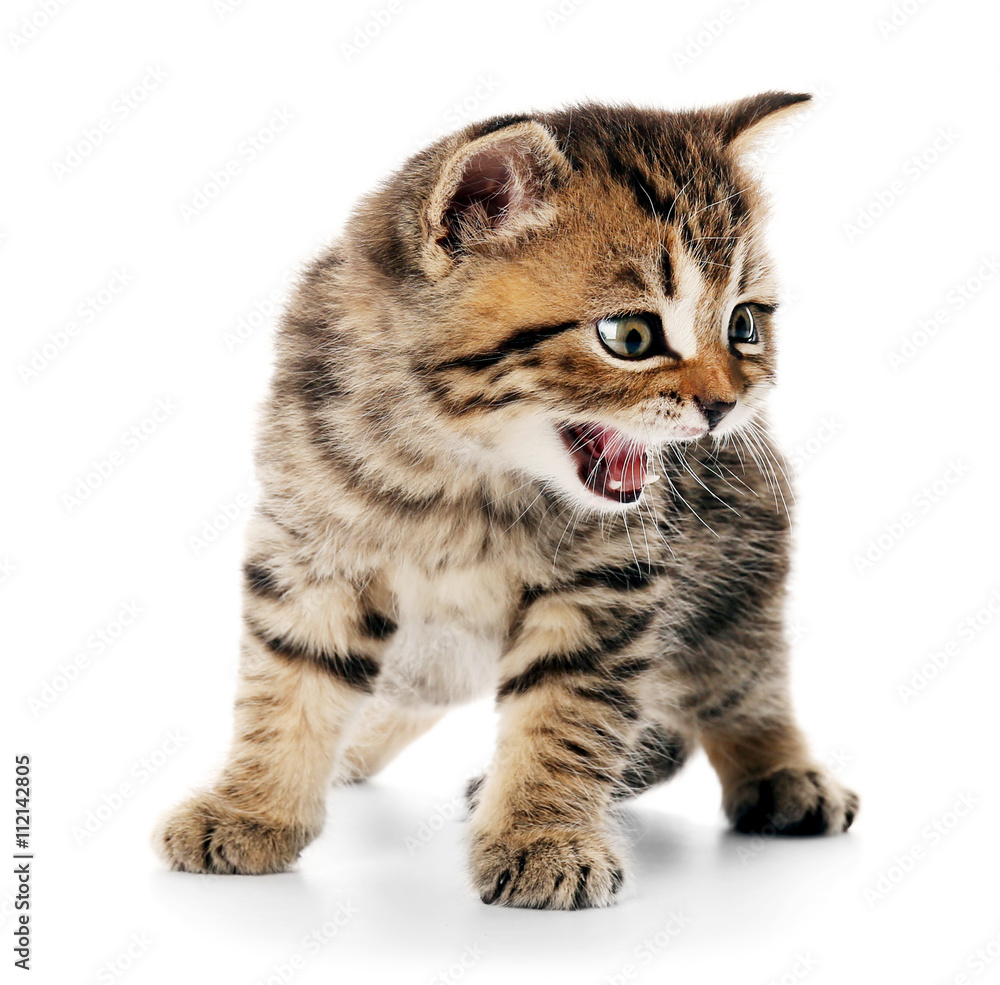 Obraz premium Small cute kitten, isolated on white