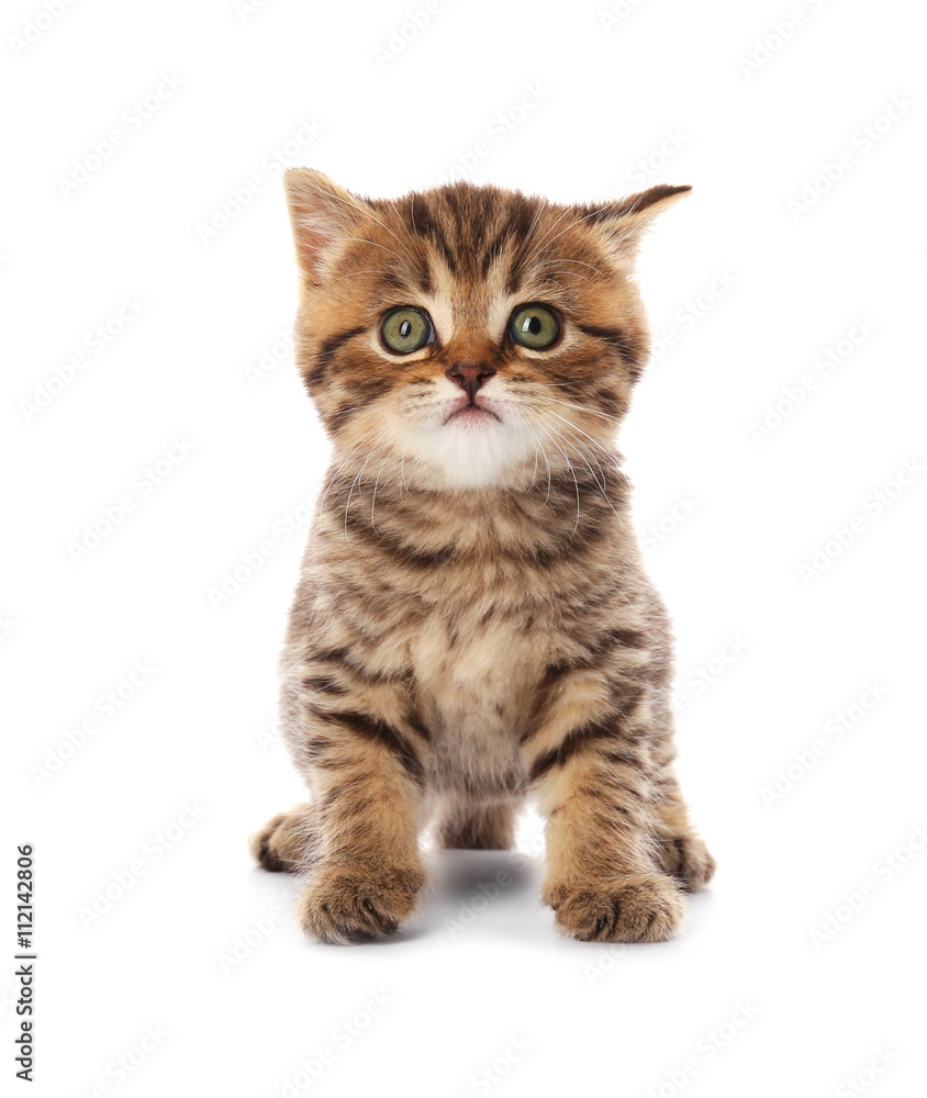 Small cute kitten, isolated on white Small cute kitten, isolated on white