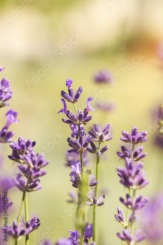 Lavender in field. Close up of lavender sprigs in the springtime.  © happyimages