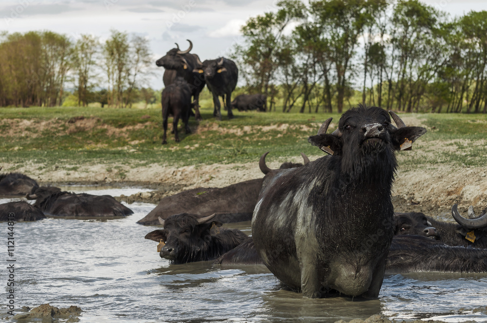 Wallowing buffaloes