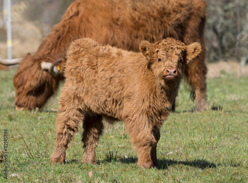 Highland Cow on the Isle of MUll, Scotland