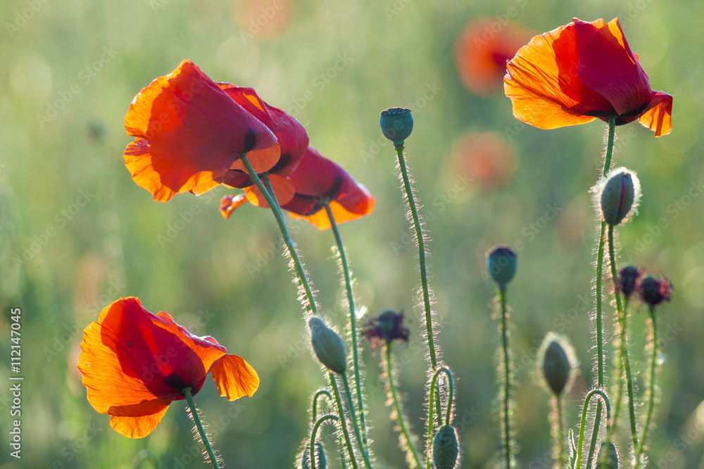 Obraz premium Wildflowers poppies among grass and wild flowers 