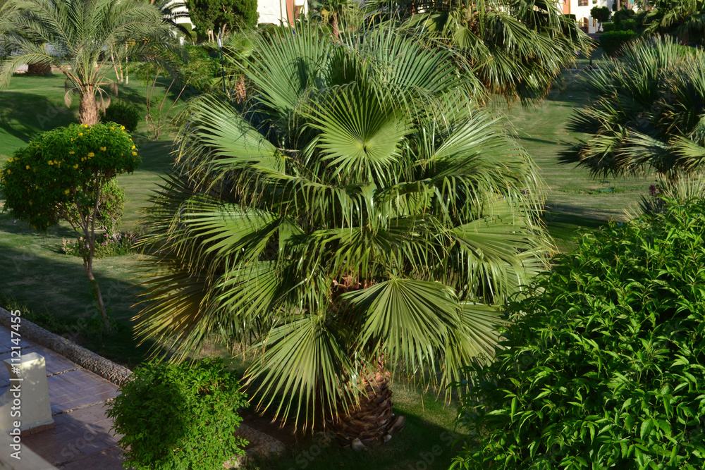 Palms Palms