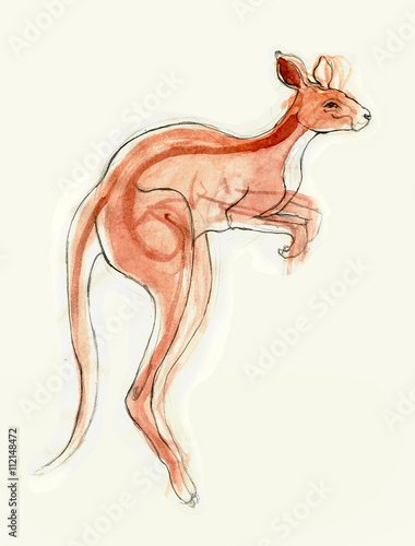 kangaroo