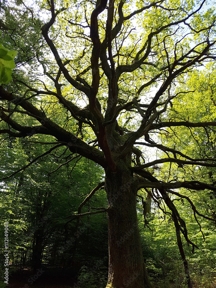 Naklejka premium Urwald, Sababurg, Reinhardswald