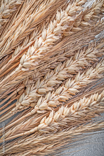 Bunch of ripe wheat-rye ears on blue background vertical image