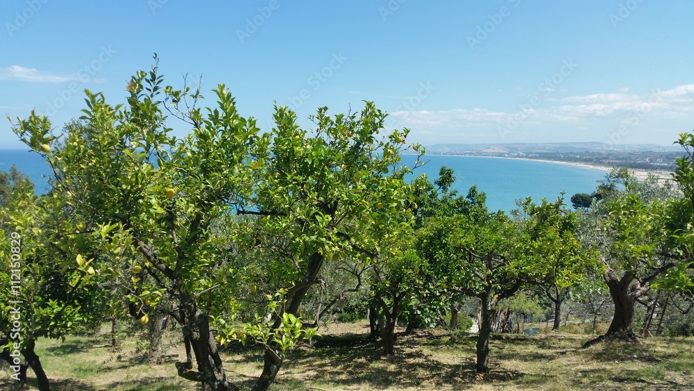 cultivation of lemons on the vast gulf