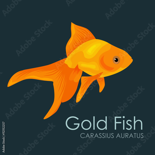 Aquarium fish Gold Fish, vector illustration isolated on dark background.